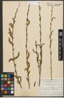 Foto von Salix purpurea L.